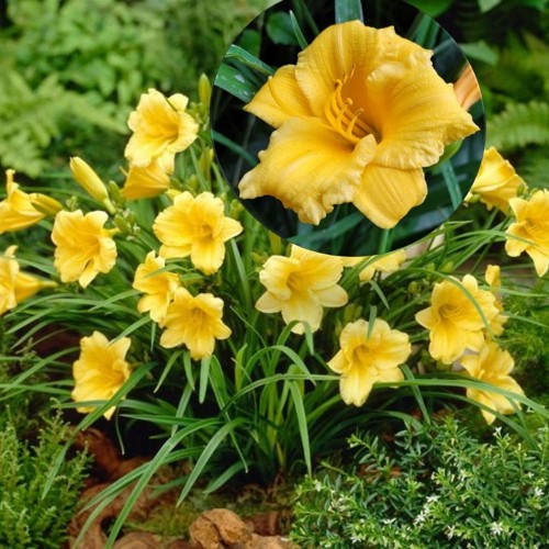 Hemerocallis 'Mini Stella' - Päevaliilia 'Mini Stella' P9/0,55L